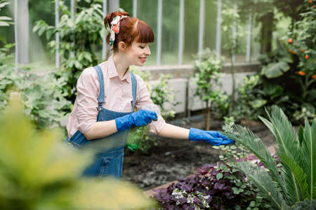 Gardening concept. Smiling girl gardener in protective gloves watering and spraying palm tree leaf, working in beautiful greenhouse indoors. Garden room, gardening, floral decorの写真素材