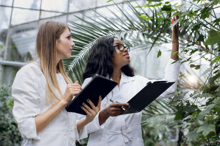 Young purposeful Caucasian woman agronomist and her African American colleague in lab coat, checking plants condition, looking at the flowering tree, while working in the greenhouse with tropic plantsの写真素材
