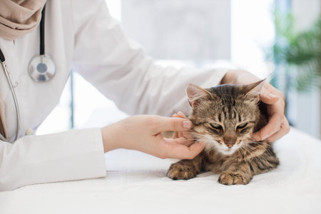 Female vet examining area around cats head in animal clinic