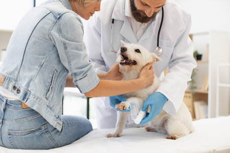 Veterinarian applying bandage to a small dog with injured leg while young woman helps. Depicts care, compassion, and pet treatment in a modern veterinary clinicの写真素材