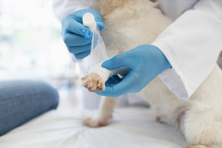 Veterinarian providing care to white dog by wrapping injured paw with medical bandage. Focused procedure demonstrating professionalism, compassion, animal care.の写真素材