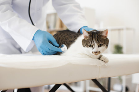 Male veterinarian examining tabby cat using stethoscope, focusing on animal care and healthの写真素材