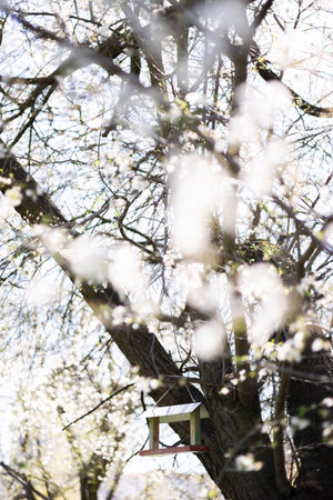 Bird feeder in a blooming tree.の写真素材