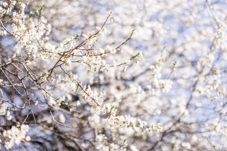 Springtime Blossoms A CloseUp of Delicate White Flowers.