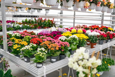 A vibrant display of colorful potted flowers, showcasing the variety available in a local florist shop.の写真素材