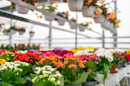 A vibrant florist shop scene showcasing a variety of colorful blooming plants in pots, creating a lively and inviting atmosphere.の写真素材