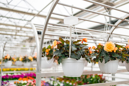 Beautiful hanging plants displayed inside a greenhouse, creating a vibrant and welcoming atmosphere. The scene showcases various blooming flowers in white pots.の写真素材