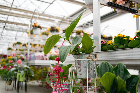 Inside a bright and airy florist shop, showcasing an array of potted plants and hanging flowers for sale.の写真素材