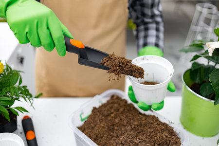 A person wearing green gloves is potting a plant with soil. Gardening concept.の写真素材