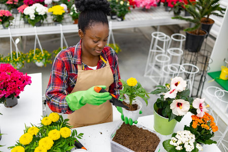 An African American woman tending to plants inside a greenhouse. Shes working with a potted marigold.の写真素材