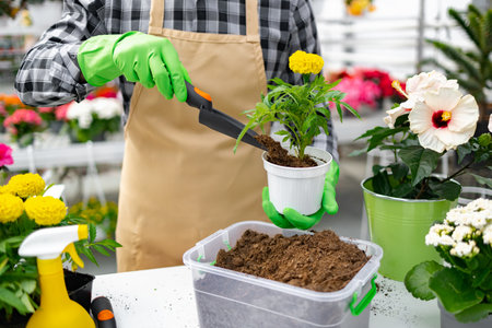 A person wearing green gloves transplants a marigold plant into a white pot, demonstrating gardening practices in a greenhouse setting.の写真素材