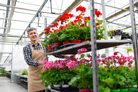 A greenhouse worker smiles while tending to vibrant red and pink geraniums on a shelf. Caucasian man pushing a cart with flower pots.の写真素材