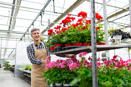 A smiling gardener in an apron surrounded by colorful geraniums in a greenhouse. Caucasian man pushing a cart with flower pots.の写真素材