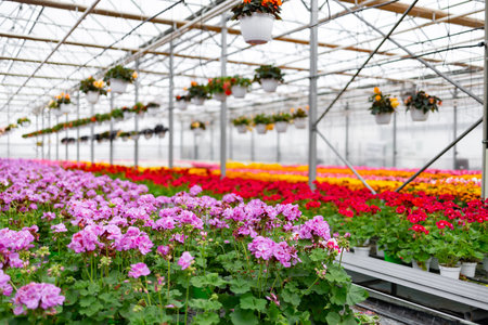 View of a vibrant greenhouse filled with colorful flowers under a glass ceiling, creating a bright and natural scene.の写真素材