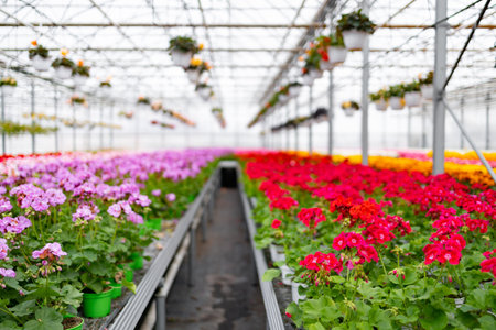Rows of vibrant flowering plants in a greenhouse, with varying colors and an abundance of blooms.の写真素材