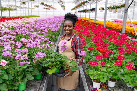 A smiling Black woman in a greenhouse holding potted geraniums, surrounded by vibrant blooming flowers.の写真素材