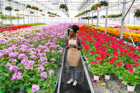 An African American woman surveys vibrant rows of colorful flowers in a greenhouse. She holds a tablet, likely assessing plant health or inventory.の写真素材