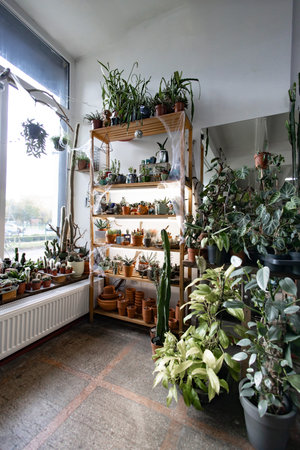 A cozy plant shop displays a variety of potted plants and cacti, creating a vibrant and inviting atmosphereの写真素材
