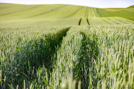 A narrow dirt path winds through a lush green wheat field under a clear blue sky, with rolling hills...