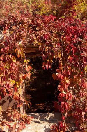 Branches against an old buildingの写真素材