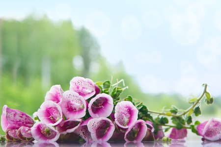 Purple Foxglove on the background of the forestの写真素材