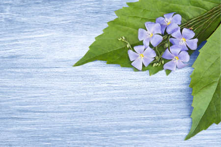 Blue flax on a blue wooden backgroundの写真素材