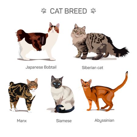 catsのイラスト素材