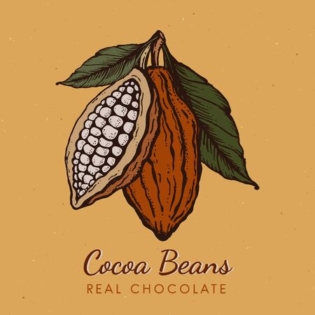 Cocoa beans Hand drawn vintage engraved style sketch illustrationのイラスト素材
