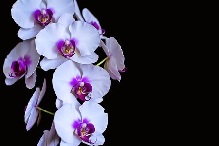 Phalaenopsis orchid white and purple flowers on a isolated black backgroundの写真素材