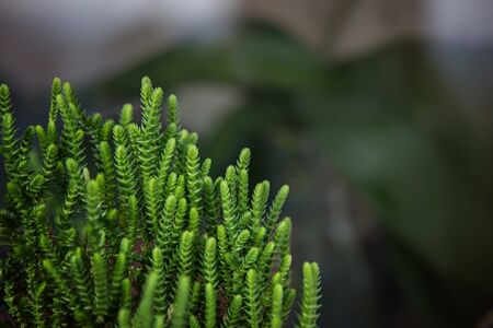 Grassy succulent, green shoots on a blurred background.の写真素材