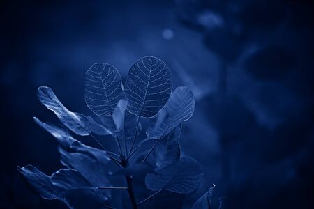Color of the year 2020: Blue. Beautiful scumpia branches with crimson autumn leaves. Dark background.の写真素材