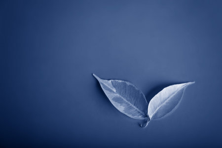Two leaves lay on blue tones background. Flatlay.