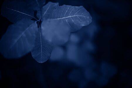 Beautiful scumpia branches, leaves in blue tones. Dark background.の写真素材