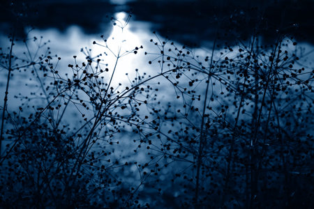 Grass plant silhouettes in trendy classic blue tone. Classic Blue color 2020.