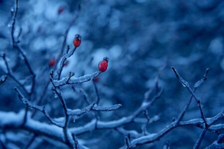 Frozen rosehip berries and leaves with hoarfrost in a trendy blue tone.の写真素材