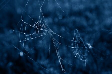 Spider web with dew drops in a trendy blue tone.の写真素材