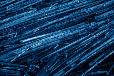 The rotten stems of the reeds are fallen in water in a trendy blue tone. Abstract texture.