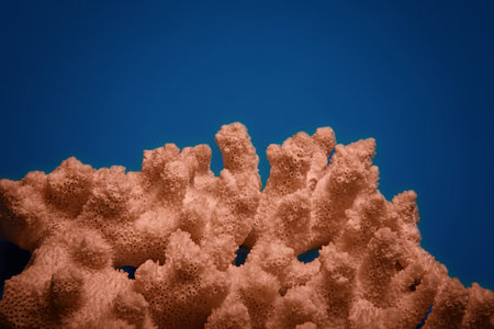 Coral from the ocean reef on a trendy blue background. Color of the year 2019 and 2020, Living Coral and Classic Blue.の写真素材