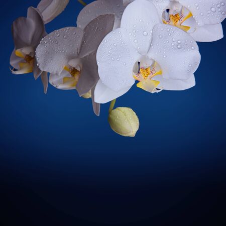 Phalaenopsis orchid white and yellow flowers on a blue background. Color of the year 2020, Classic Blue.の写真素材