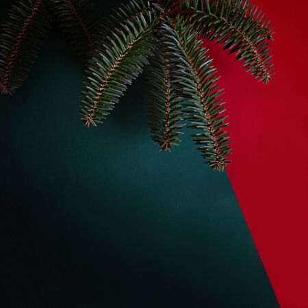 A branch of blue spruce on a red and green background. Minimalistic christmas banner. Copy space for text.の写真素材
