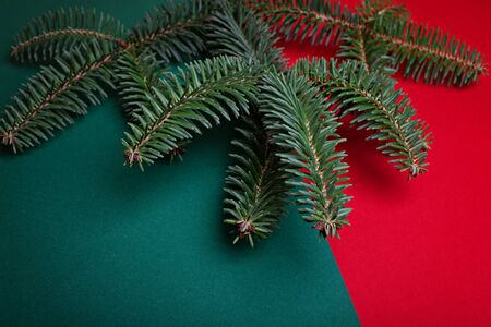 A branch of blue spruce on a red and green background. Minimalistic christmas banner. Copy space for text.の写真素材