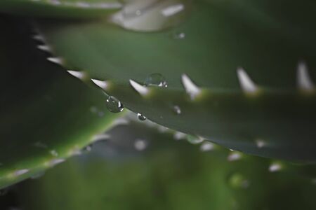 Aloe vera leaves with water drops. Macro photo. Close view.の写真素材