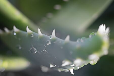 Aloe vera leaves with water drops. Macro photo. Close view.の写真素材