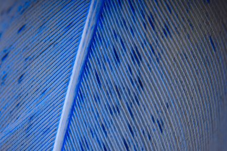 Close-up view of bird feather speckled classic blue. Creative background. Macro.の写真素材