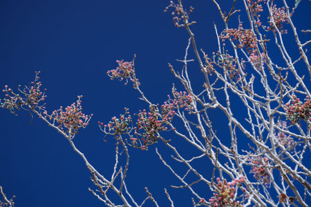 Pistachio branches against the background of the classic blue sky. Color of the year 2020, Classic...
