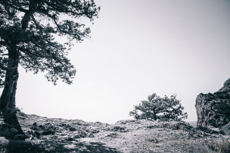 Black and white landscape. Berry juniper trees and rocks.の写真素材