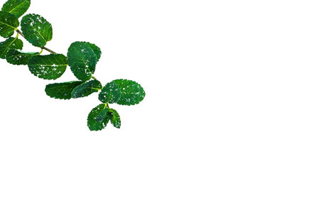 Mint shoots in the snow on a white background. Snowflakes on mint leaves.