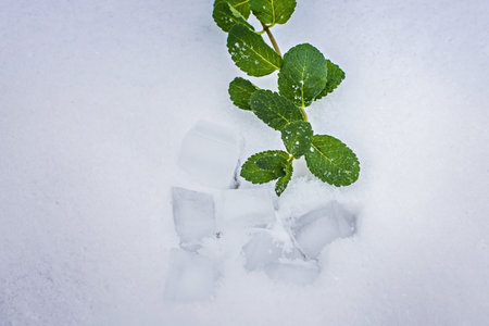 Mint shoots in the snow on a white background. Snowflakes on mint leaves.の写真素材