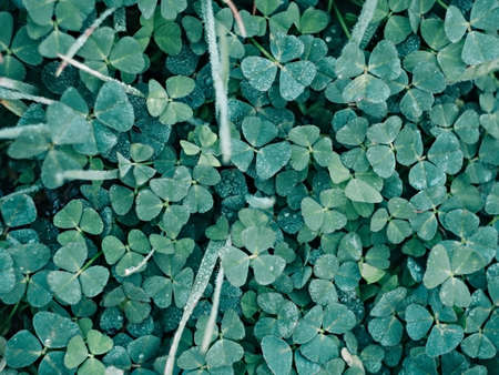 Green clover leaves covered with dew.の写真素材