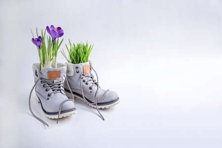 Purple crocuses and green grass in a gray boots on a white background. Spring concept. Copy space.の写真素材